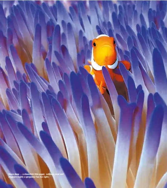  ??  ?? Down deep … a clownfish (this page); cabbage coral and staghorn (right); a gorgonian fan (far right).