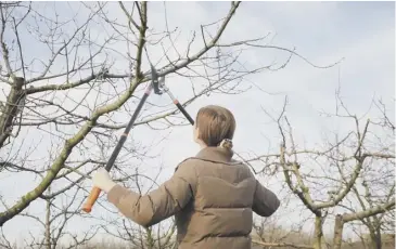  ?? ?? This is the time to begin pruning free-standing apple and pear trees and soft fruit bushes