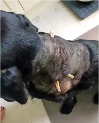  ?? Pics: Tess Skelly ?? Tess Skelly and black Labrador Henry. Right, Henry’s neck, with stitches and drains, after surgery