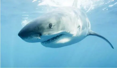  ??  ?? In this undated file photo provided by Discovery Channel, a great white shark swims near Guadalupe Island off the coast of Mexico