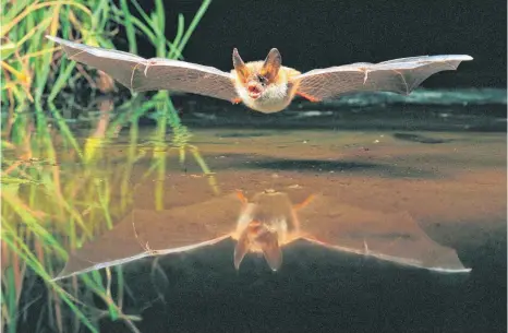  ?? FOTO: NABU/DIETMAR NILL ?? Diese Bechsteinf­ledermaus sucht direkt über dem Wasser nach Nahrung.