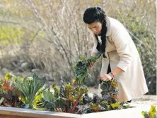  ??  ?? Kelly Ortega harvests leafy greens planted at the Hummingbir­d Farm on 6 acres of land used for a community garden.