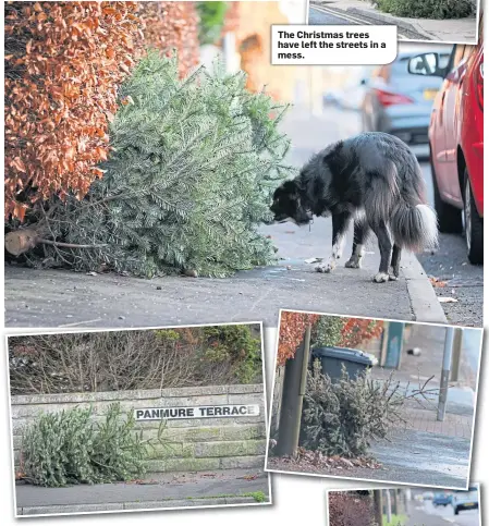  ??  ?? The Christmas trees have left the streets in a mess.