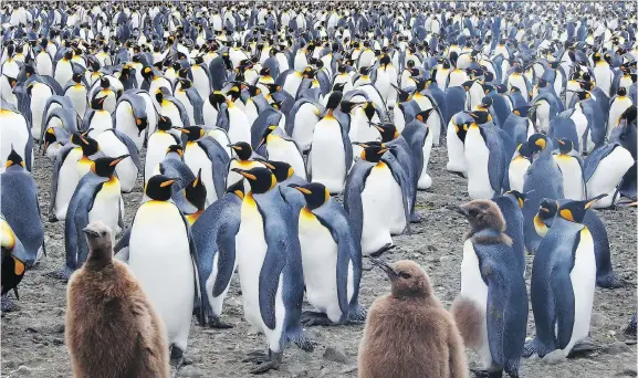  ?? DAPHNE BRAMHAM ?? These king penguin chicks on South Georgia island in the southern Atlantic Ocean have shaggy brown plumage they shed before they get into the water for the first time. If they fall in before that, they tend to drown because their feathers aren’t...