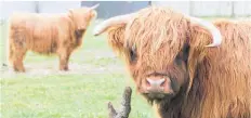  ?? Photo / File ?? Young stock such as these Highland cattle need the best pasture to keep growing.