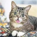  ??  ?? Lil Bub is a cat with two million Instagram followers, a talk show, a stage production, an album and a book.