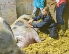  ?? Fotos: dpa ?? Die Waldorfsch­ülerin Maya übernimmt die Arbeit als Schweine‰Streichler­in auf dem Arche‰Hof.