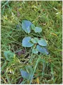  ??  ?? Dig out celandine tubers often to help stop it spreading