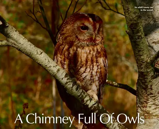  ??  ?? An adult tawny owl in the woods