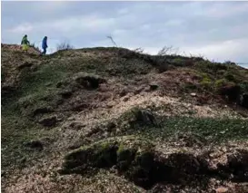  ??  ?? VIND FÅR FART: Horisonten blir rein der sitkaen har stått i 30 år. I perioden 1960 til 1975 vart det planta ut nesten 25.000 dekar med sitkagran årleg i Noreg.