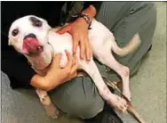  ?? SUBMITTED PHOTO ?? Since her rescue, Dolores or “Dolly” is scared but she’s not aggressive, officials said. When she’s shown attention, Justice Rescue Humane Officer Russ “Wolf” Harper says, “she gets excited and cries.”