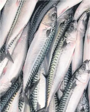  ??  ?? SPOTLIGHT: A new scheme is looking at the future of pelagic fish like mackerel