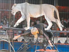  ?? PHOTOGRAPH: FREDLIN ADRIAAN ?? LION LADY: Boswell Circus performer Rita Labahn entertaine­d the crowd yesterday with a daring stunt where lions walked on top of her, with only a pole as support. The circus is staging its shows at the Walmer West Primary School