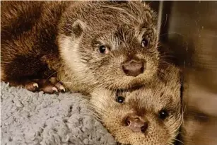  ?? (South Essex Wildlife Hospital/PA) ?? Otters are among the anima l s that have been infected