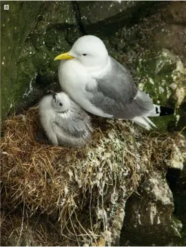  ??  ?? 03 Gull with youn g, Mykines islan d Nikon D5100, Nikon AF-S 55-300mm f/4.5-5.6G ED, 1/640 sec, f/6.3, ISO1000
03