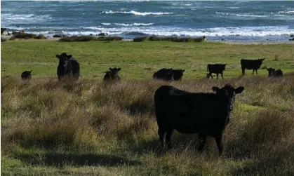  ?? ?? Angus cattle near coastline outside of Currie on King Island, Tasmania. Photograph: James Ross/AAP