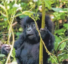  ?? FOTO: DPA ?? Wer Glück hat, entdeckt auch ein süßes Gorilla-Baby.