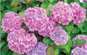  ??  ?? Ever-changing: Hydrangeas fade from pink and blue to bronze and rose in autumn