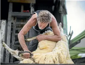  ??  ?? As the weather heats up the urgency to get sheep shorn increases, say Federated Farmers and the Shearing Contactors Associatio­n.