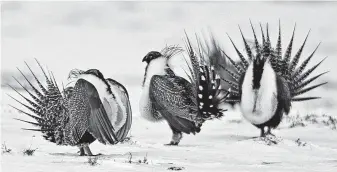  ?? David Zalubowski / Associated Press ?? Male greater sage grouse perform mating rituals near Walden, Colo. Some Western governors say a Trump administra­tion directive may end land swaps with energy companies to protect the bird.