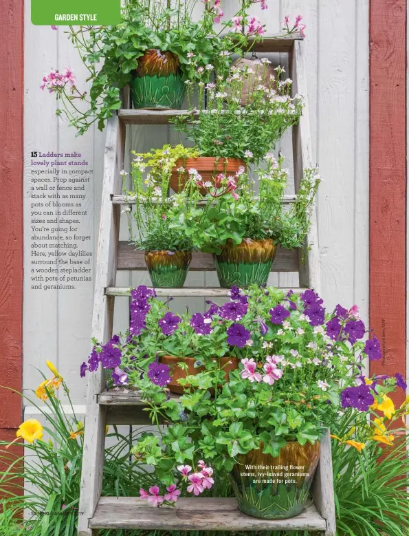  ??  ?? With their trailing flower stems, ivy-leaved geraniums are made for pots.