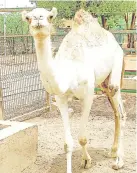  ??  ?? A camel walks in an enclosure at a wildlife park in the Khartoum Bahri (North) twin city of the Sudanese capital on June 25, 2020. The park, which has been closed due to the Covid-19, has experience­d the birth of several young animals during the closure.