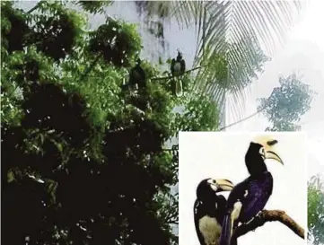  ?? PIX BY KELLY KOH AND COURTESY OF TERENCE LIM ?? Two birds, believed to be the Oriental pied hornbills (inset), spotted in Taman Aman, Ujong Pasir.