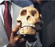  ??  ?? A replica skull of a species belonging to the human family tree whose remnants were first discovered in a South African cave in 2013 is held at the unveiling at the Maropeng Museum, near Magaliesbu­rg, South Africa, on Tuesday.