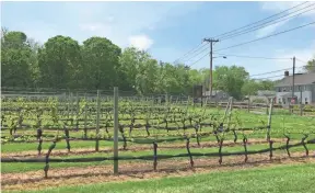  ??  ?? The Old Field Vineyard in Southold is one of 39 vineyards on the North Fork of Long Island. SALLY CARPENTER HALE/AP