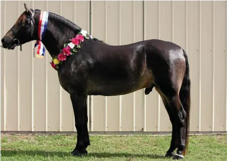  ?? PHOTO: CONTRIBUTE­D ?? BEAUTIFUL BREED: Leambro Somelikeit­hot Morgan Stallion, owned by Leambro Morgan Stud in Ipswich, was named 2017 National Champion. Shown by Wendy Brown.