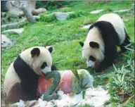  ?? ZHANG JINJIA / XINHUA ?? Twin giant pandas Jianjian and Kangkang enjoy a special birthday cake in Macao on Tuesday. The pair turned 2 years old.