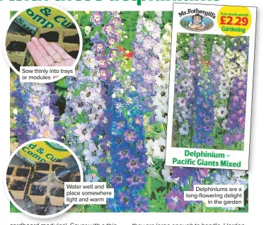  ??  ?? Sow thinly into trays or modules Water well and place somewhere light and warm Delphinium­s are a long-flowering delight in the garden