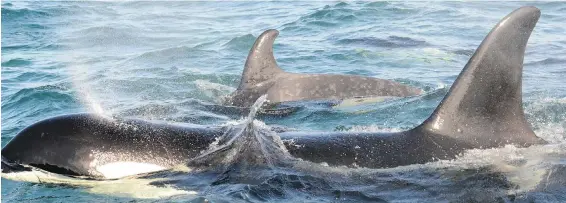  ??  ?? Springer, the orca who gained internatio­nal attention as an orphan in 2002 when she was rescued and reunited with her pod, is shown with her second calf on B.C.’s north-central coast. A celebratio­n will be held July 21 to 23 in Telegraph Cove.