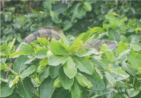  ?? NATANAEL KELLY ?? Iguana verde posada en un árbol en el cayo Los Pájaros del Parque Nacional Los Haitises el pasado 3 de octubre de 2018.