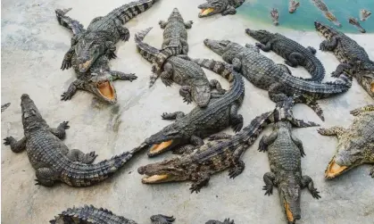  ?? ?? ‘Say, how about we grab a bite?’ Photograph: Sutthiwat Srikhruead­am/Getty Images