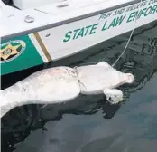  ?? KEVIN SPEAR/ORLANDO SENTINEL ?? Florida and federal authoritie­s are scrambling to head off another mass, winter die off of manatees in the Indian River in Brevard County.