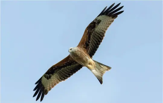  ?? ?? SIX: Juvenile Red Kite (Falsterbo, Sweden, 30 September 2017). Juvenile Red Kites are slightly less extreme in silhouette compared to adults, with comparativ­ely shorter wings and tail. The white primary window is similar to adults, but the underbody streaking is pale and the colour contrast between the lighter russet forearm and the dark mid-wing band is often more striking in juveniles. Note also the very light vent and undertail coverts, which differ from more warmly plumaged adults.