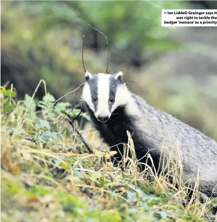  ??  ?? &gt; Ian Liddell-Grainger says itwas right to tackle the badger ‘menace’ as a priority