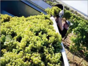  ?? MICHAEL PROBST — THE ASSOCIATED PRESS ?? A harvest helper empties a bucket with grapes during the earliest start of the grape harvest in history in Loerzweile­r, some 50 kilometers south of Frankfurt, Germany, Monday, Aug. 6, 2018.