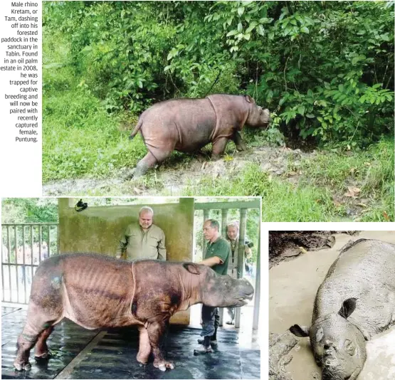  ??  ?? Male rhino Kretam, or Tam, dashing off into his
forested paddock in the sanctuary in Tabin. Found in an oil palm estate in 2008,
he was trapped for
captive breeding and will now be paired with recently captured
female, Puntung. At the rhino...