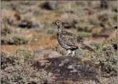 ?? U.S. FISH AND WILDLIFE SERVICE ?? A female bi-state sage grouse in Nevada.