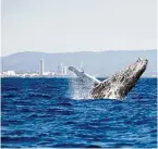  ??  ?? Be in awe of the mighty whale when you go on a whale-watching cruise.