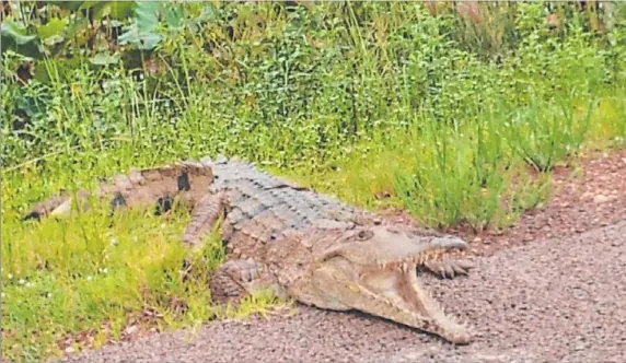  ?? Picture: JEANNIE MIARIS ?? The large freshwater croc that drew a crowd on the side of the road at Fogg Dam