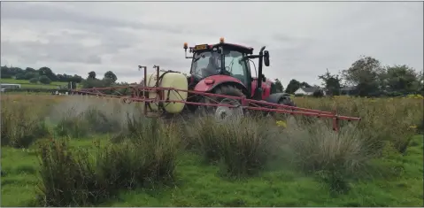  ??  ?? A tractor spraying rushes.