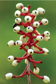  ?? (mtcubacent­er.org via AP) ?? This 2013 image provided by mtcubacent­er.org shows a white baneberry plant, also called doll's eye plant, growing at Mt. Cuba Center in Hockessin, Del.