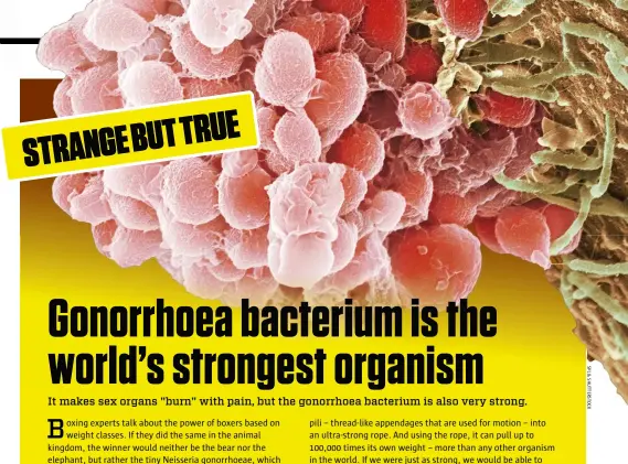 Gonorrhoea bacterium is the world's strongest organism - PressReader