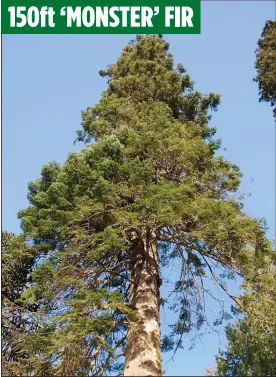  ?? ?? 150ft ‘MONSTER’ FIR
HITTING THE HEIGHTS: The 150ft ‘Monster’ in Argyll is thought to be the biggest tree in the UK. Left: The Dumfries House sycamore that inspires Charles