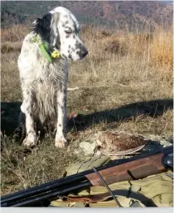  ?? ?? Rio (17 mesi), di Marco Cappello, al termine di una splendida e memorabile giornata di caccia, con la sua prima beccaccia