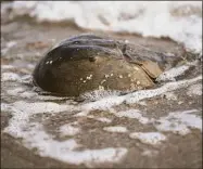  ?? Brian A. Pounds / Hearst Connecticu­t Media file photo ?? A horseshoe crab is washed by the surf at Jennings Beach in Fairfield in October 2020.