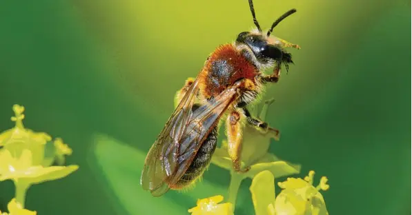  ?? Fotos: Andreas Fleischman­n/dpa ?? Wildbienen sind in Deutschlan­d selten geworden. Dabei sind sie für die Natur sehr wichtig. Unser Bild zeigt eine Rotschopfi­ge Sandbiene – eine von 570 heimischen Wildbienen­arten.